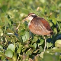 Wattled Jacana_Jacana jacana_Fledgling_6143