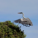 White-necked Heron_Ardea cocoi_5352