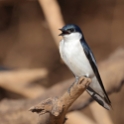 White-winged Swallow_Tachycineta albiventer_6047
