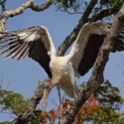 Wood Stork_Mycteria americana_5855