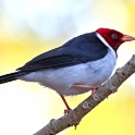 Yellow-billed Cardinal_Paroaria capitata_6479