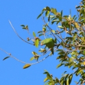 Yellow-chevroned Parakeet_Brotogeris chiriri_4783