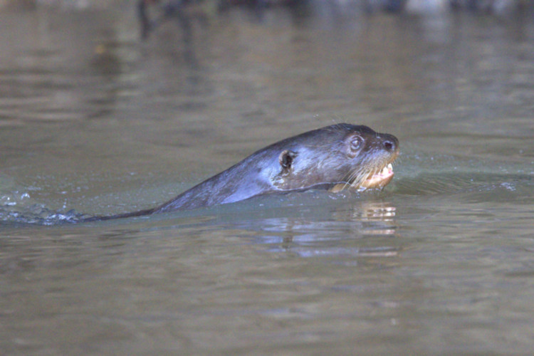 Giant River Otter, Pantanal, Brazil