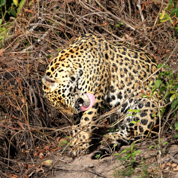 Female Jaguar #2