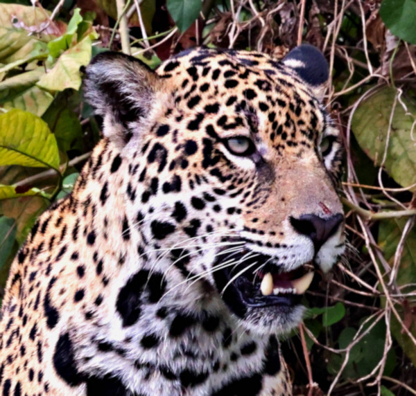 Female Jaguar #2