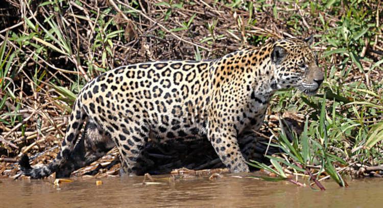 Female Jaguar #2