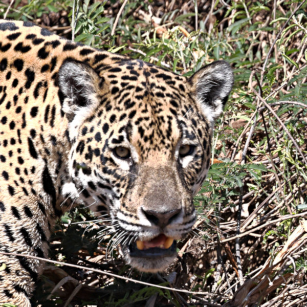 Female Jaguar #3