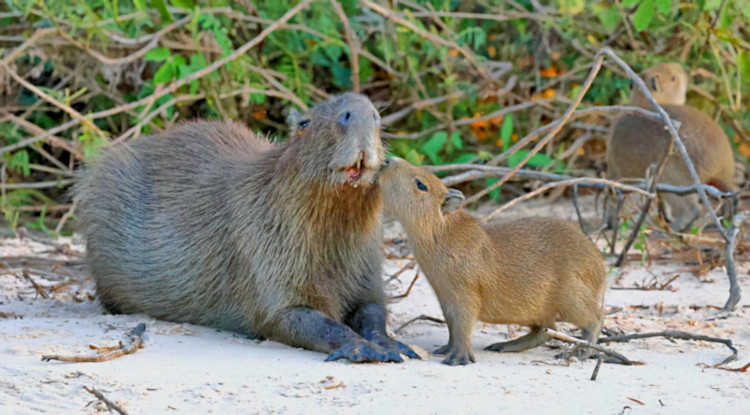 Capybara