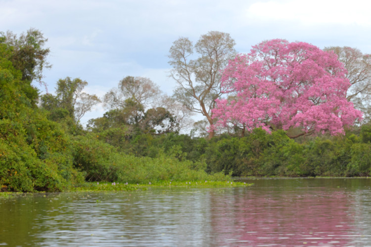 Pink Trumpet Tree