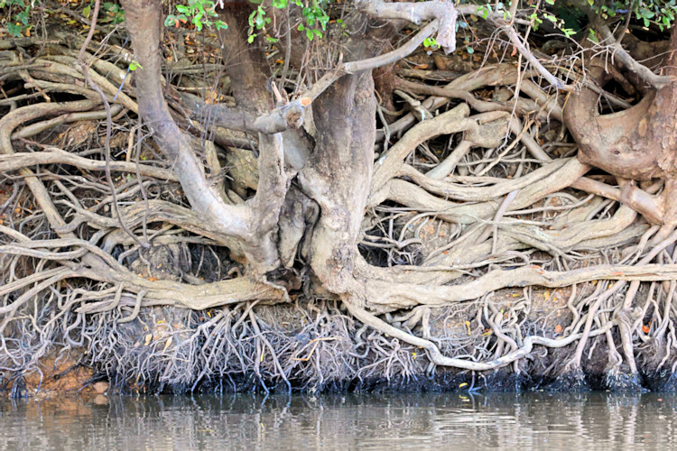 Tree roots on the banks of the Cuiaba River
