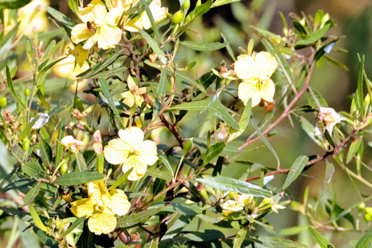 Yellow flowering bush