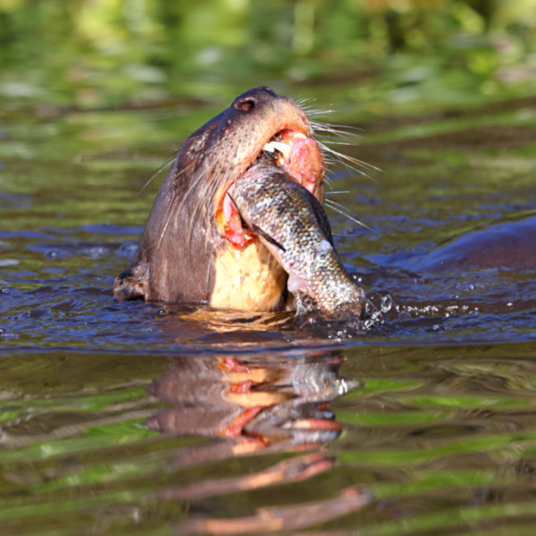 Giant River Otter, Pantanal, Brazil