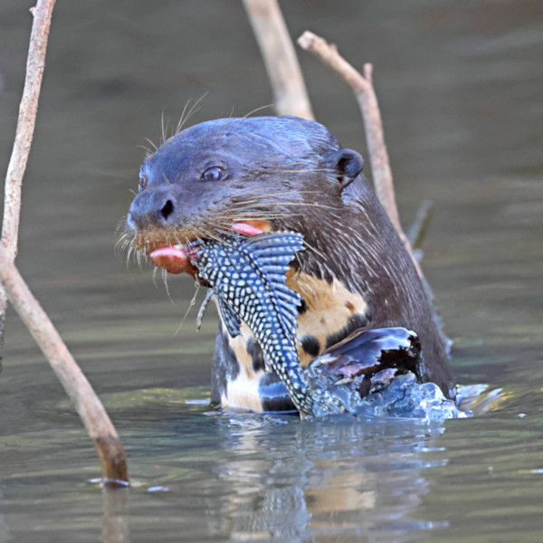 Giant River Otter, Pantanal, Brazil