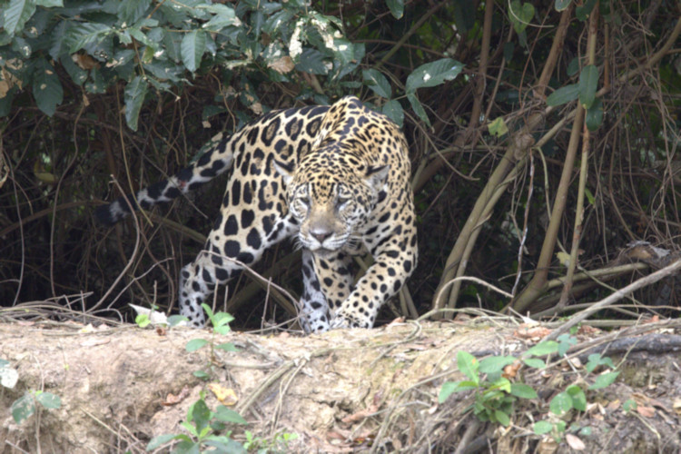 Jaguar, Pantanal