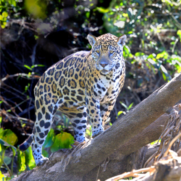 Jaguar, Pantanal, Brazil