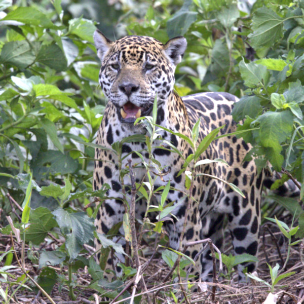 Jaguar, Pantanal, Brazil