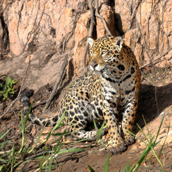 Jagua, Pantanal. Brazil