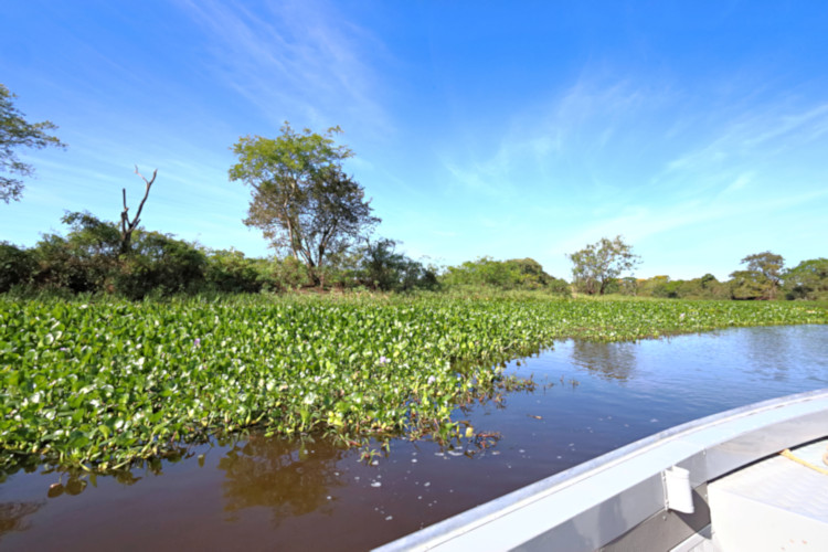 Water Hyacinth