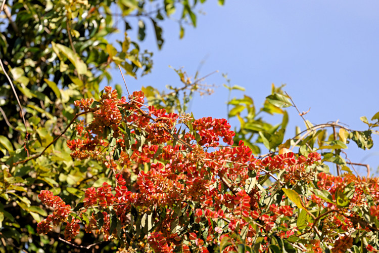 Red bush