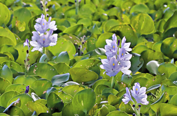 Water Hyacinth flowers