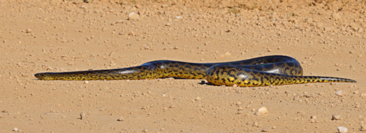 Yellow Anaconda