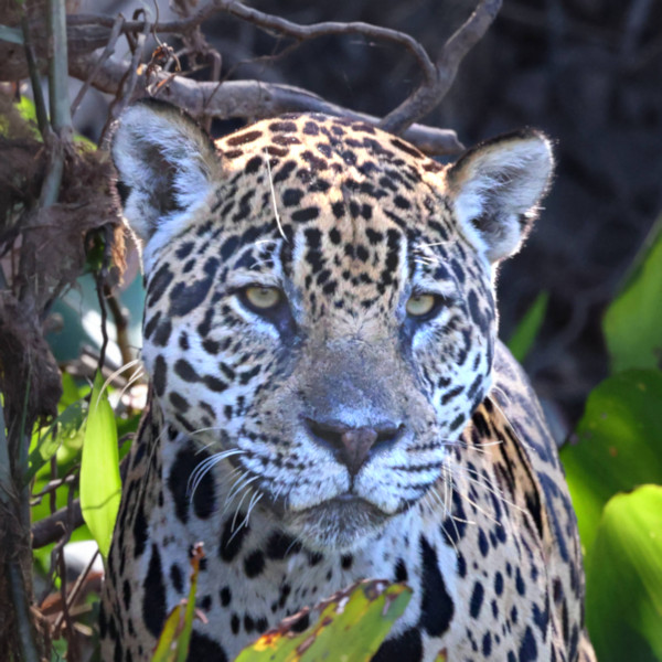 Female Jaguar #1