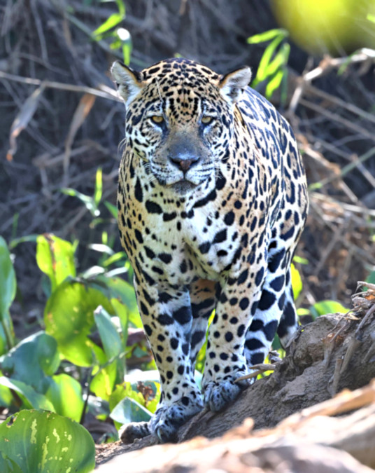 Female Jaguar #1