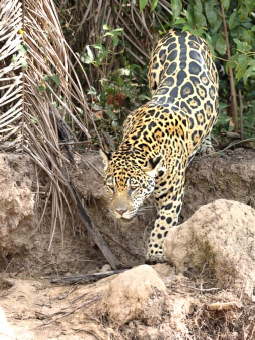 Female Jaguar #1