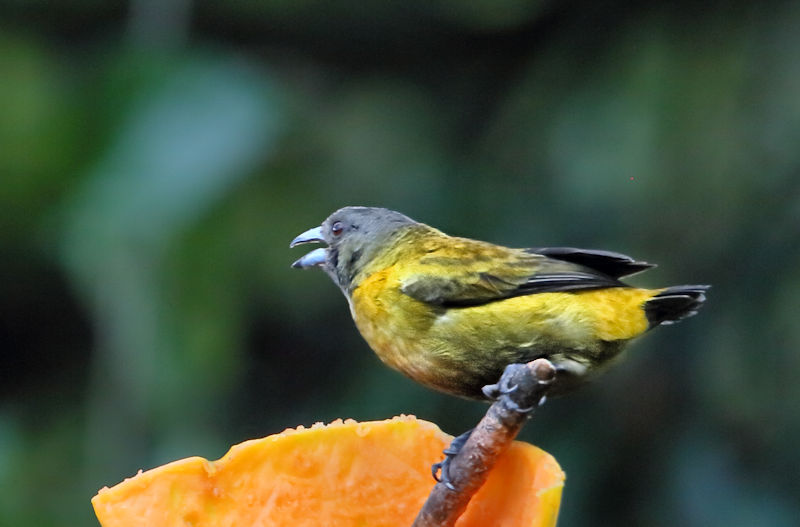 Grey-headed Tanager at Arenal