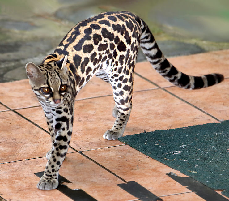 Margay, Arenal, Costa Rica