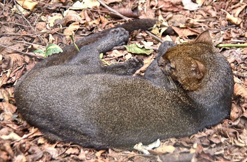 Jaguarundi, Centro de Rescate Las Pumas, near Monteverde, Costa Rica