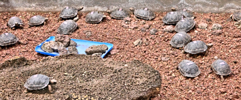 Charles Darwin Research Center, Santa Cruz Island, Galapagos Islands