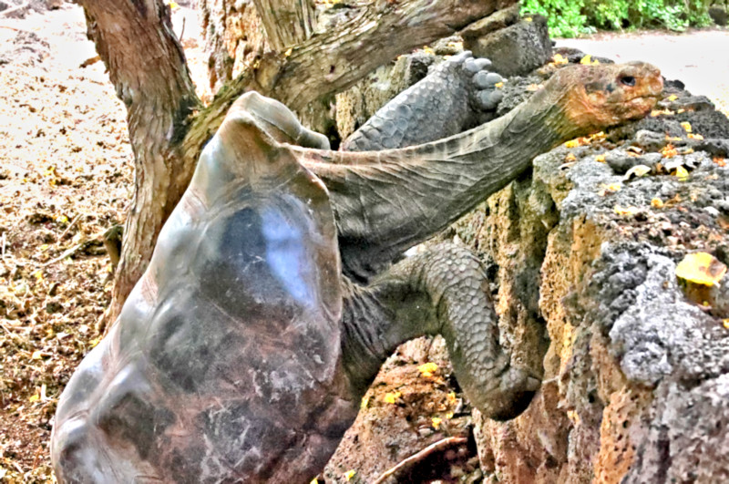 Charles Darwin Research Center, Santa Cruz Island, Galapagos Islands