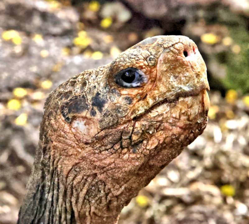 Saddleback Tortoise, Charles Darwin Research Center, Santa Cruz Island, Galapagos Islands