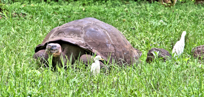 El Chato Tortoise Reserve, highlands of Santa Cruz Island, Galapagos Islands