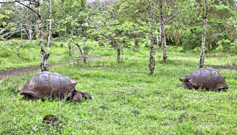 Free range hills tortoise area, Santa Cruz Island