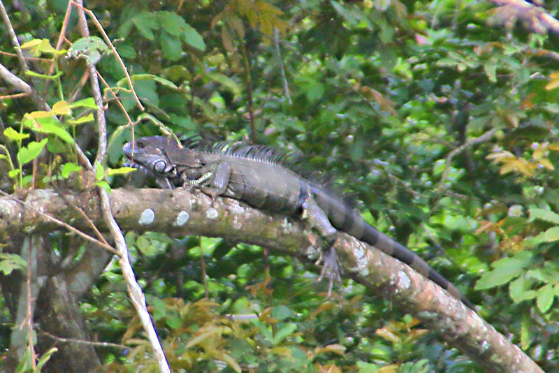 Green Iguana, Female - Panama