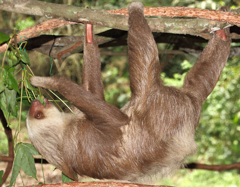 2-toed Sloth, Soberania National Park, Panama